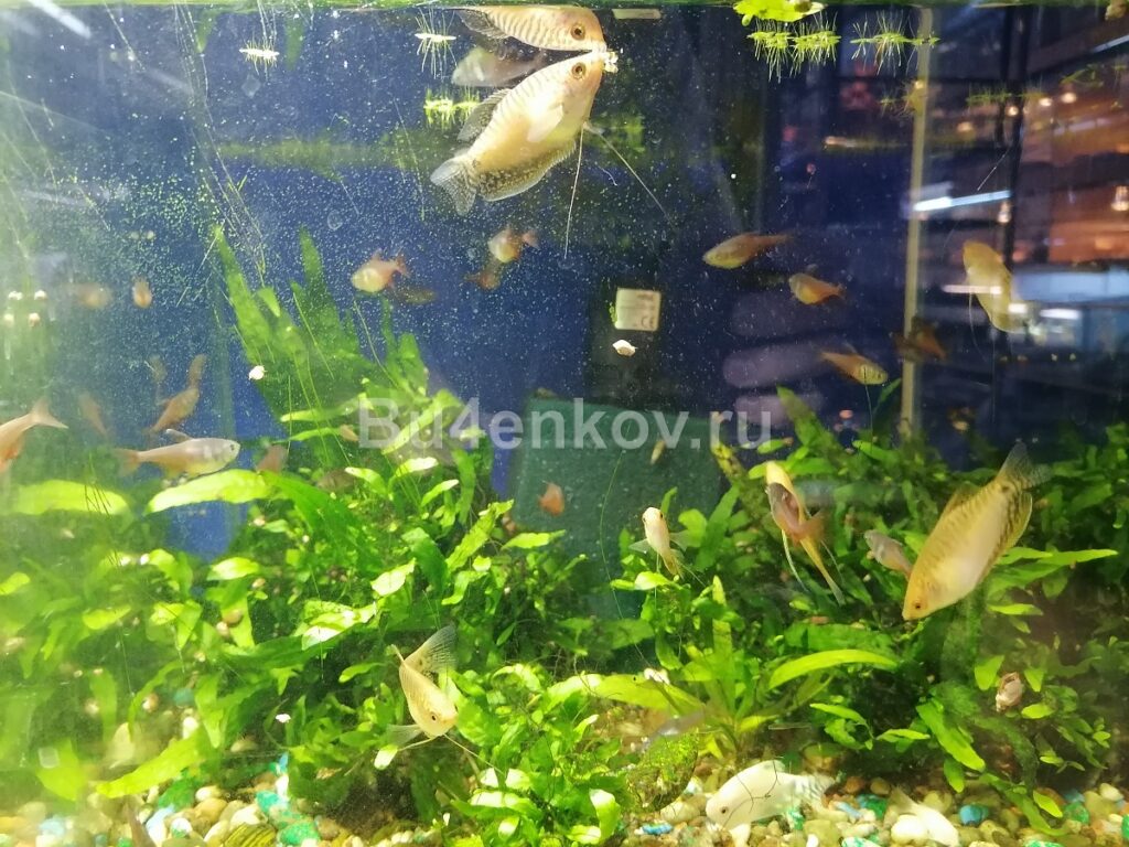 Флегматичные Гурами Аквариумные Гурами