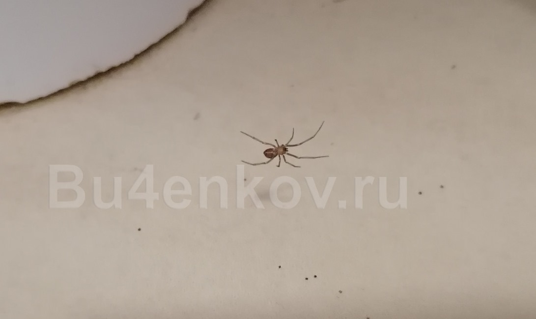 Домашний квартирный паук