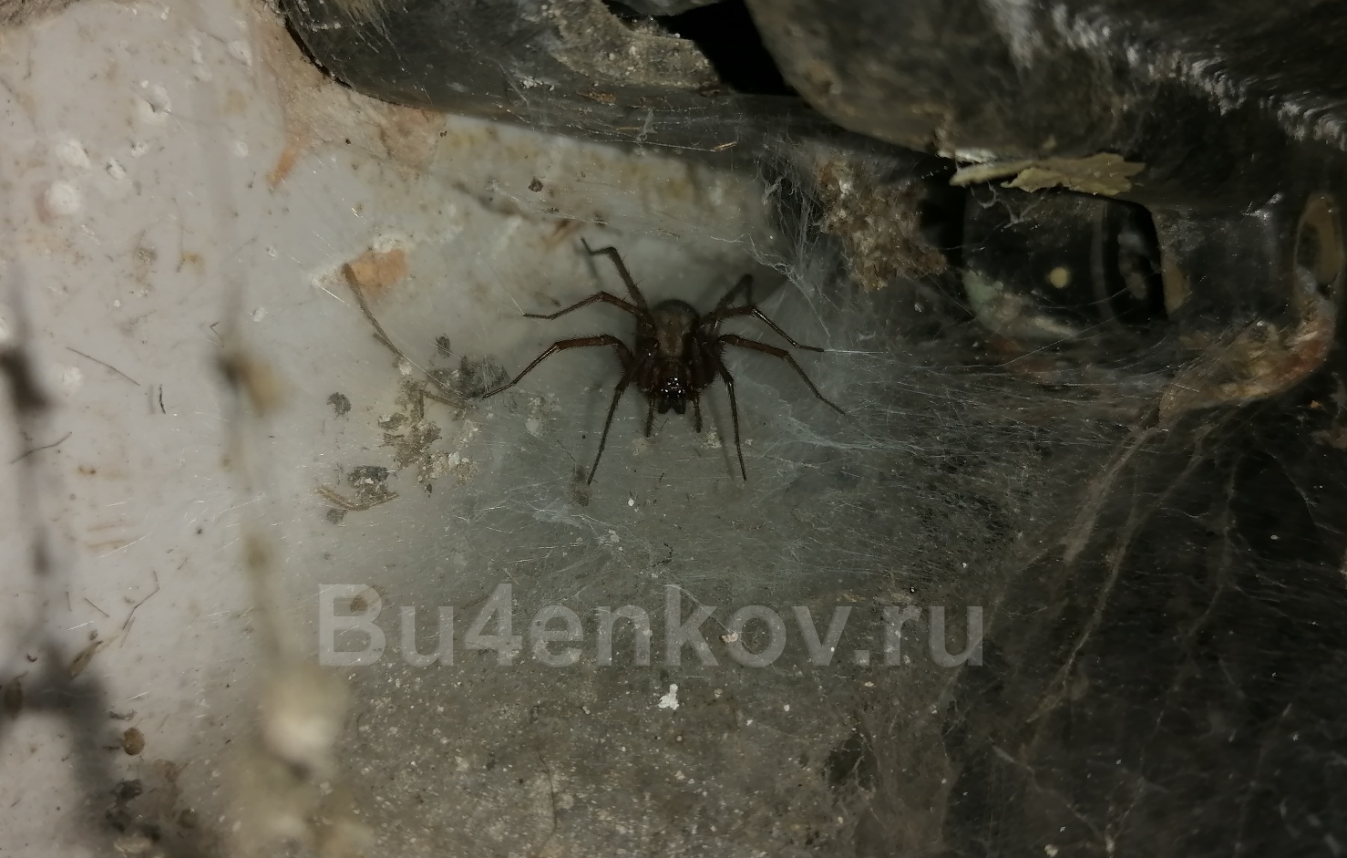 Классический домашний паук. Почти все здесь фото их видов сделаны в разных местах.